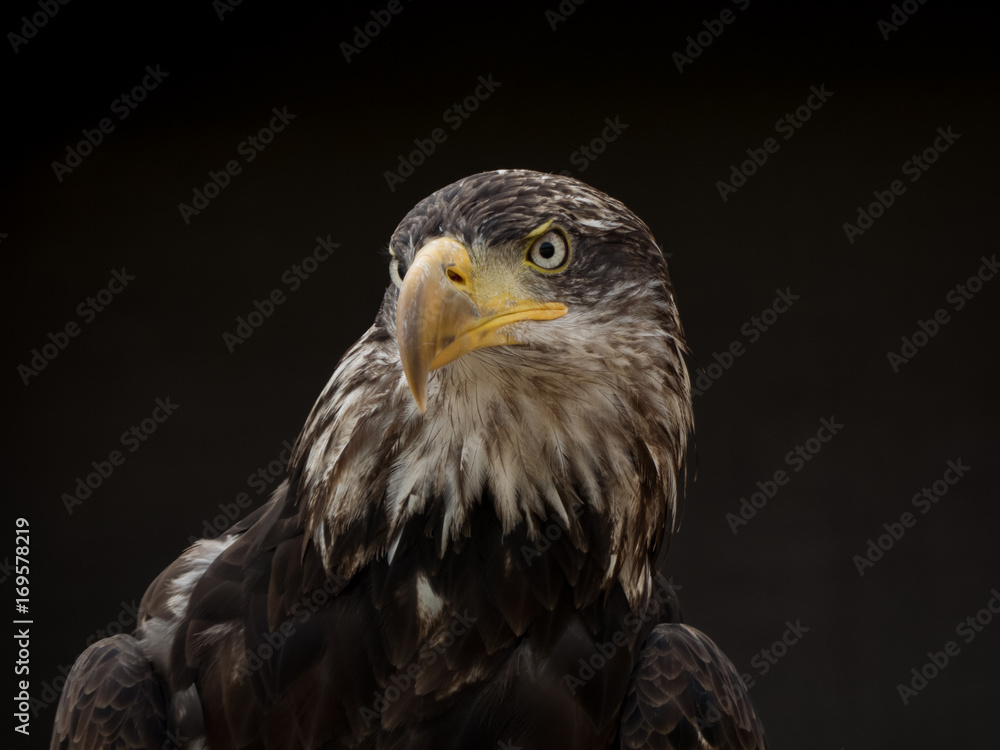 Obraz premium portrait of an eagle
