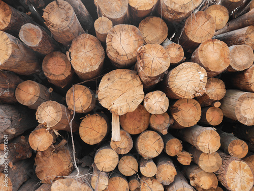 Wooden natural cut logs textured background