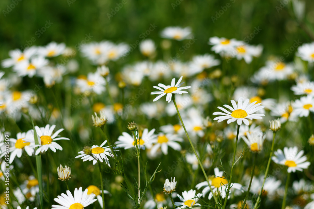 Fototapeta premium Chamomile field in natural light with a blurry background