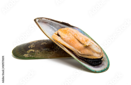 large mussels isolated