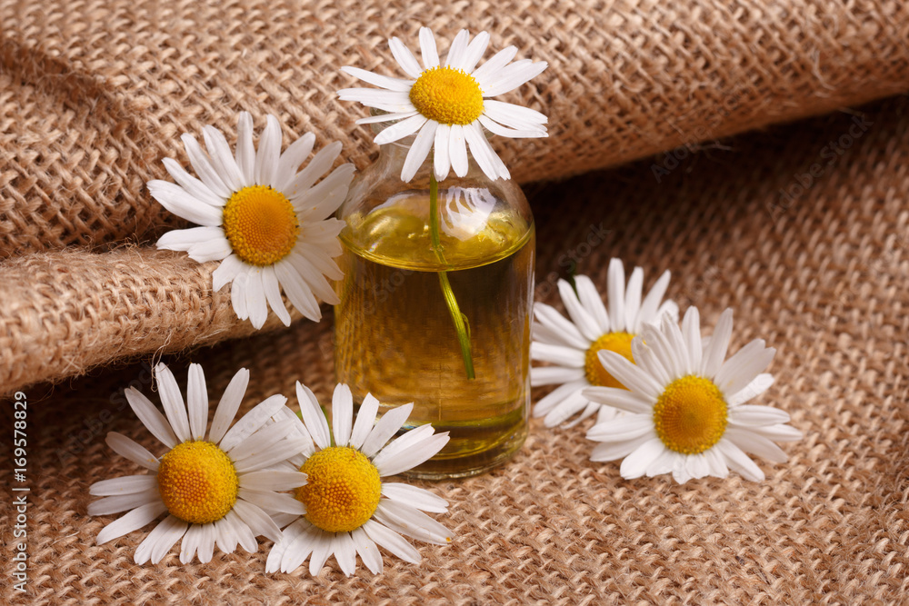 chamomile essential oil on the rustic background from the sackcloth chamomile essential oil on the rustic background from the sackcloth