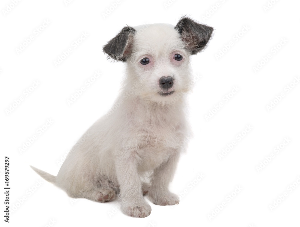 white puppy white puppy