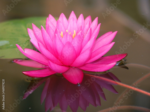 water, lily, lotus, flower, pond, pink, nature, beautiful, waterlily, plant, beauty, aquatic, blossom, summer, natural, bloom, green, reflection, petal, leaf, background, white, flora, blooming, botan