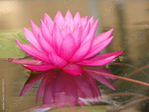 water, lily, lotus, flower, pond, pink, nature, beautiful, waterlily, plant, beauty, aquatic, blossom, summer, natural, bloom, green, reflection, petal, leaf, background, white, flora, blooming, botan
