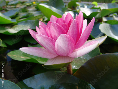 water  lily  lotus  flower  pond  pink  nature  beautiful  waterlily  plant  beauty  aquatic  blossom  summer  natural  bloom  green  reflection  petal  leaf  background  white  flora  blooming  botan