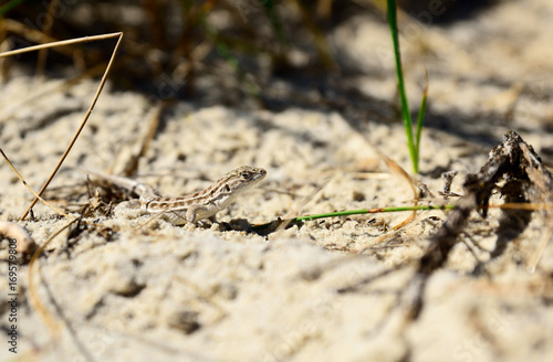 lizard crawling on sand © nndanko