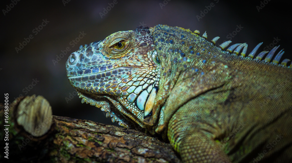 Fototapeta premium Iguane