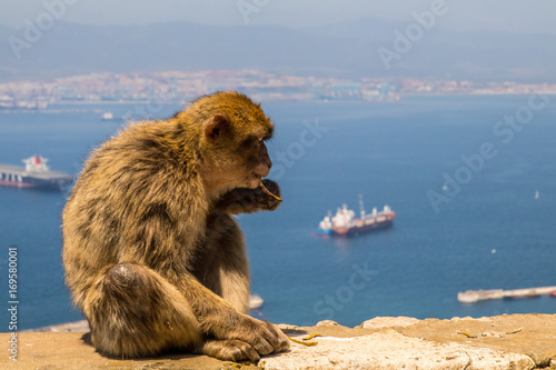 Monkey over Gibraltar © Teemu