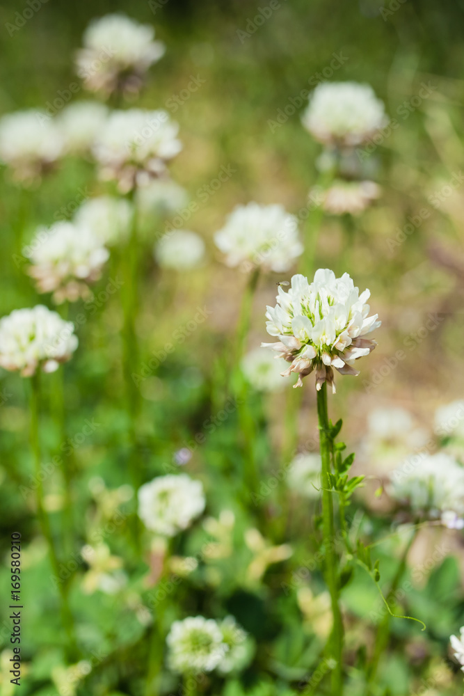 flower flower