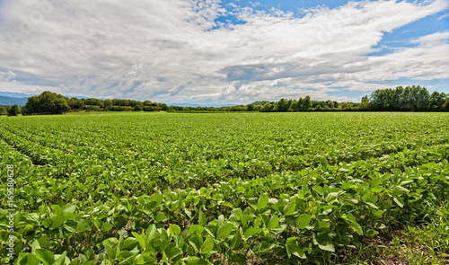 Field of soybean. Agricultural landscape.