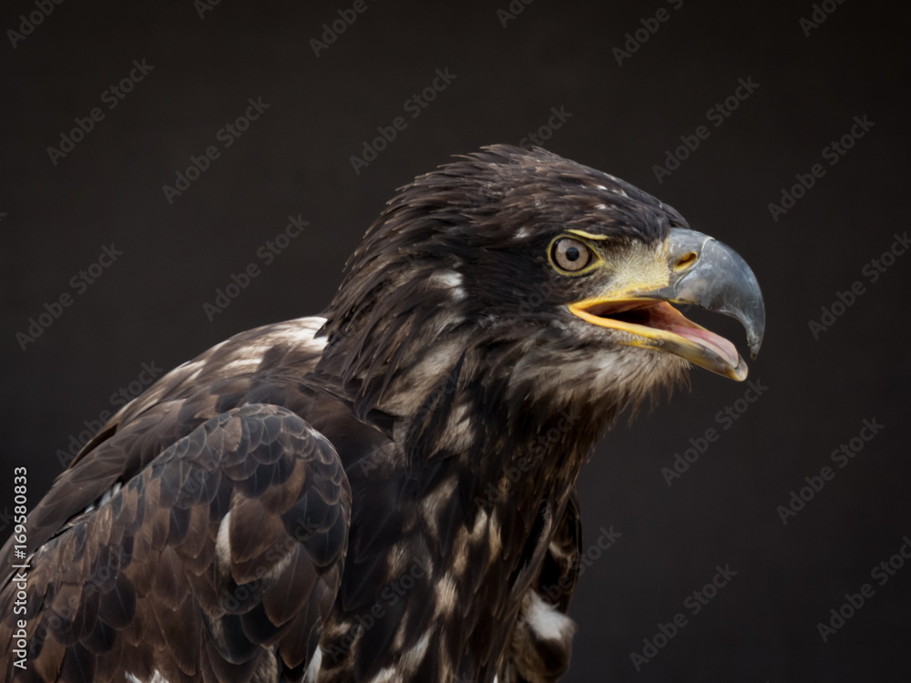 Obraz premium portrait of an eagle