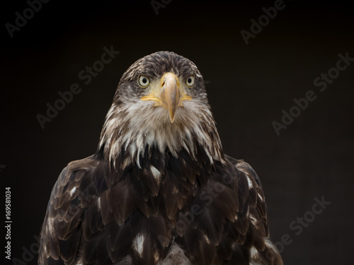 portrait of an eagle