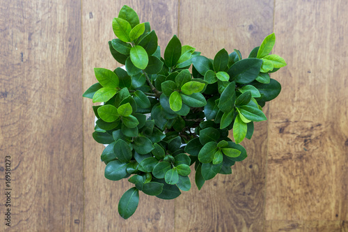 Green house plant top view wooden background