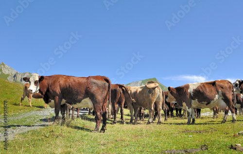 vaches laitières en montagne dans l'attente de la traite