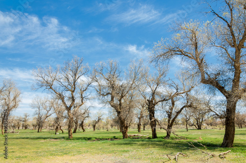 diversifolia Schrenk, Populus euphratica,  Euphrates Poplar,  poplar photo