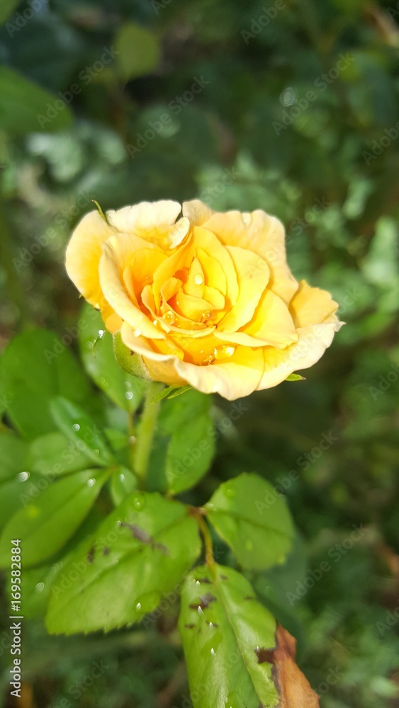 rose after rain