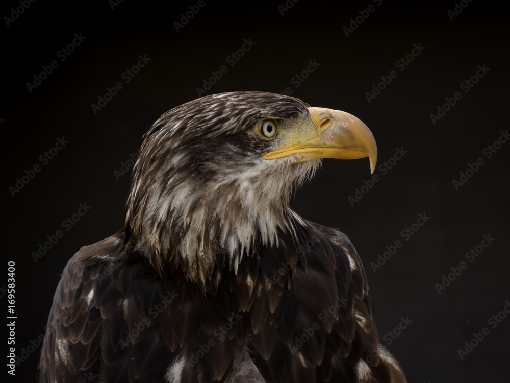 Obraz premium portrait of an eagle