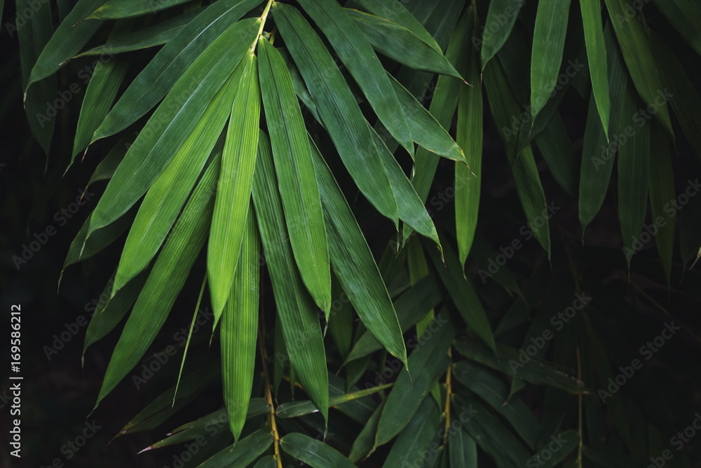 Fototapeta premium Low key bamboo leaves background, The leaves are beautiful detail.