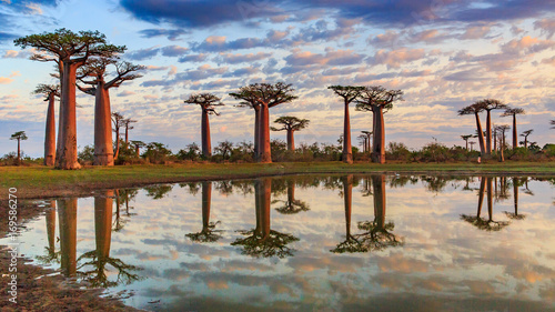 Beautiful Baobab trees at sunset at the avenue of the baobabs in Madagascar