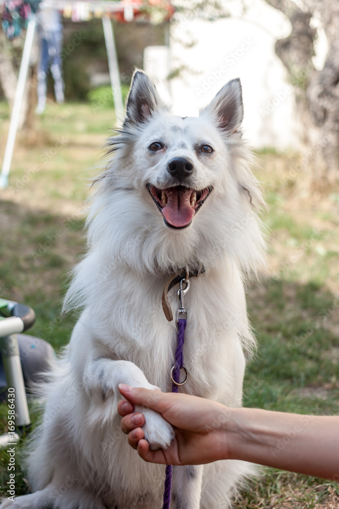 handshake between dog and female hand handshake between dog and female hand