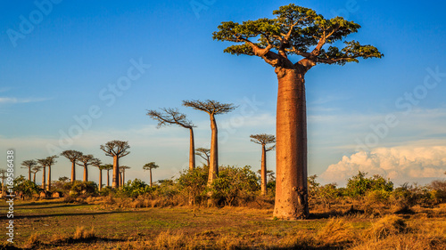 Fotografiet Beautiful Baobab trees at sunset at the avenue of the baobabs in Madagascar