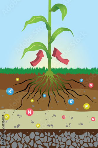 nutrients needed for plants , nitrogen, potassium and phosphorus , fertilizer / main nutrients for plants , root system