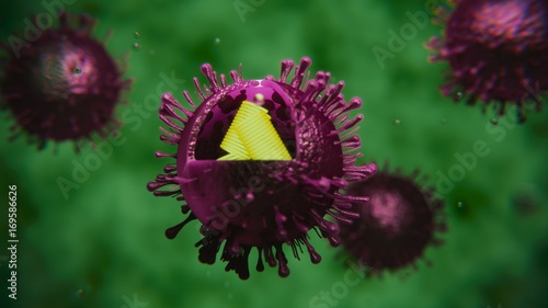 Influenza Virus 