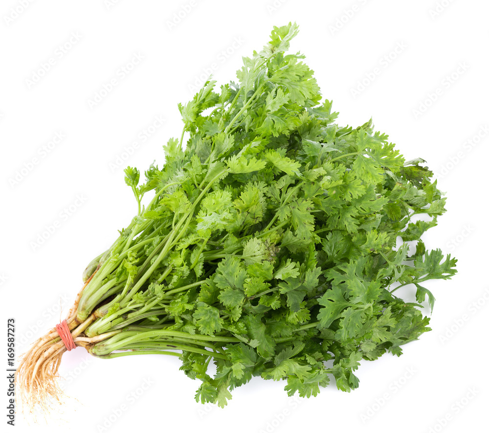 fresh coriander leaves on white background fresh coriander leaves on white background