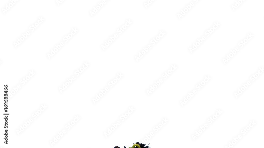 Growth of a green bean plant on a white background, time lapse Growth of a green bean plant on a white background, time lapse
