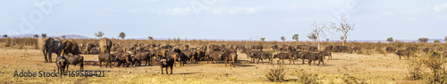 African bush elephant in Kruger National park  South Africa