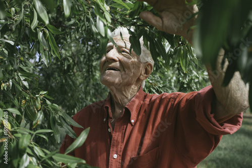 Senior man collecting almonds photo