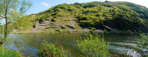 Moseltal bei Starkenburg Panorama mit kleinen steilen Weinbergen 