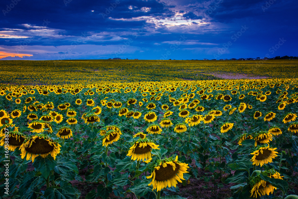 Fototapeta premium Sunflowers At Blue Hour