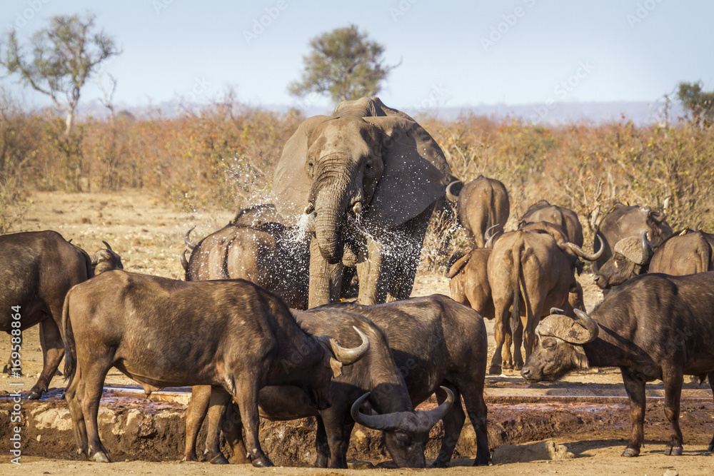 African bush elephant in Kruger National park, South Africa African bush elephant in Kruger National park, South Africa