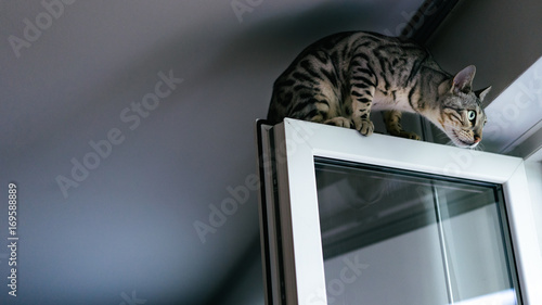 Bengal cat looking out of the window photo