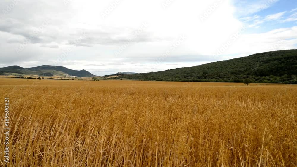 Video of a straw field Video of a straw field