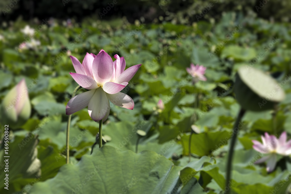 Pink Lotus Flower in Aquatic Garden Pink Lotus Flower in Aquatic Garden