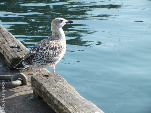 Young gull in Loctudy in france photo