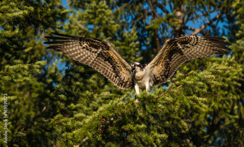 Osprey with Extended Wings