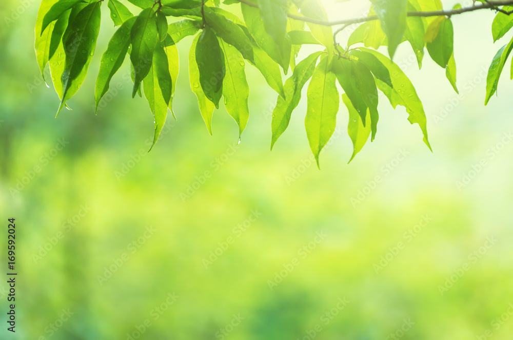 Nature background Nature background