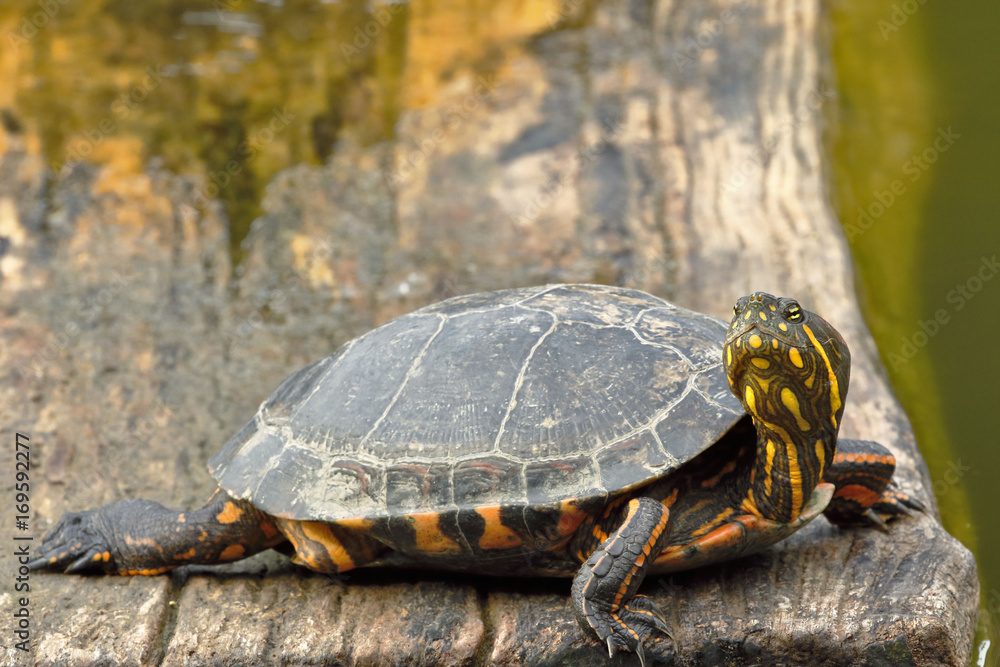 Tortuga de orejas rojas (Trachemys scripta elegans) Tortuga de orejas rojas (Trachemys scripta elegans)