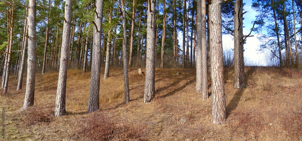 Pine forest Pine forest