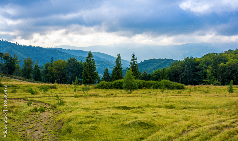 Fototapeta premium Photo of green forest and valley in Carpathian mountains