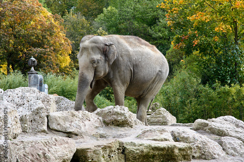 Asiatischer Elefant