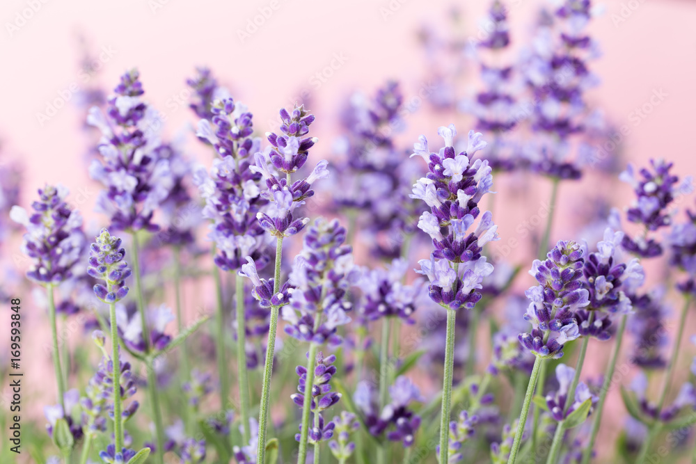 Obraz premium Lavender flowers.