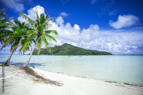 paysage de plage paradisiaque    tahiti  polyn  sie 