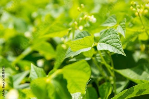 Bean growing in garden