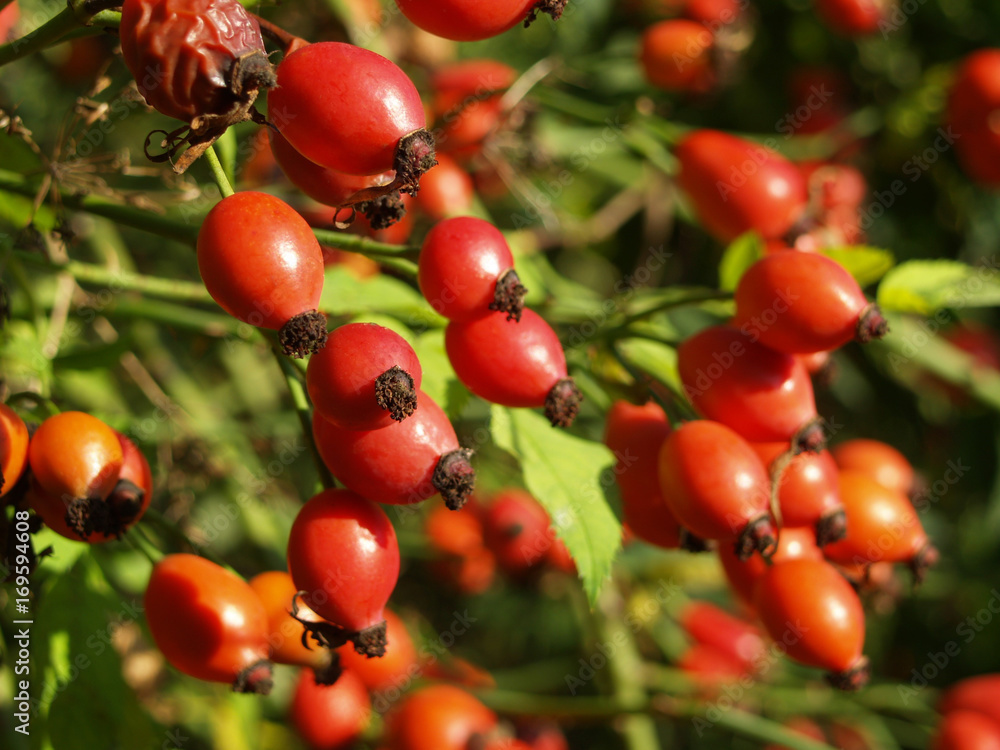 Rose Hip