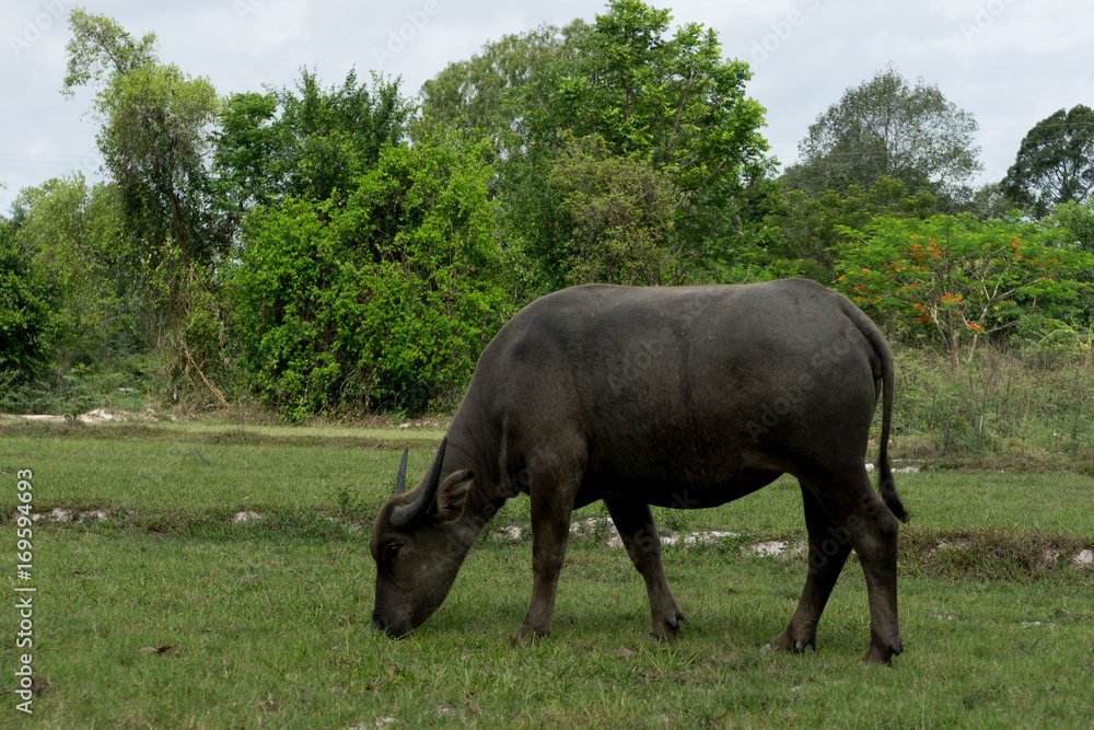 Buffalo Buffalo