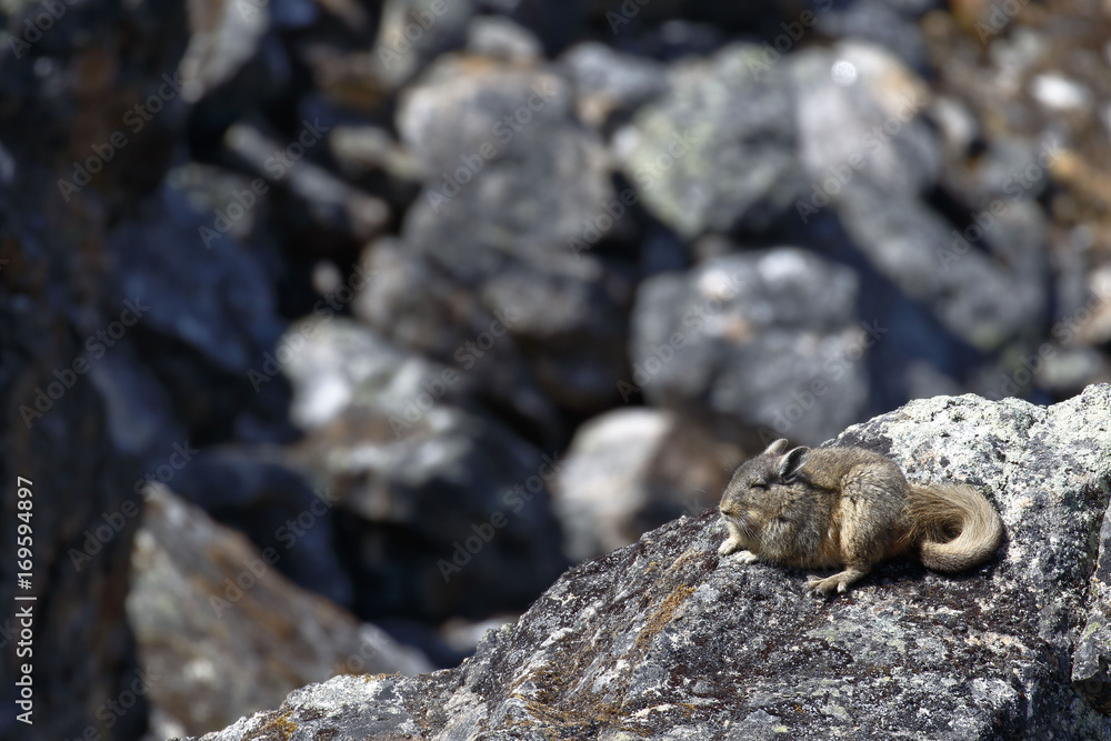 Vizcacha (Lagidium viscacia) Vizcacha (Lagidium viscacia)
